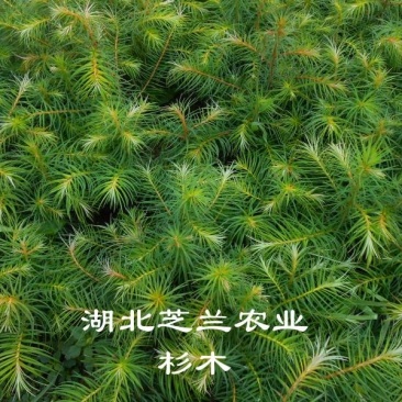 湖北一年生杉树苗，20公分杉木树苗