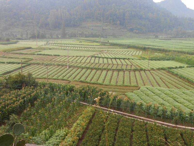 湖北一年生杉树苗，20公分杉木树苗