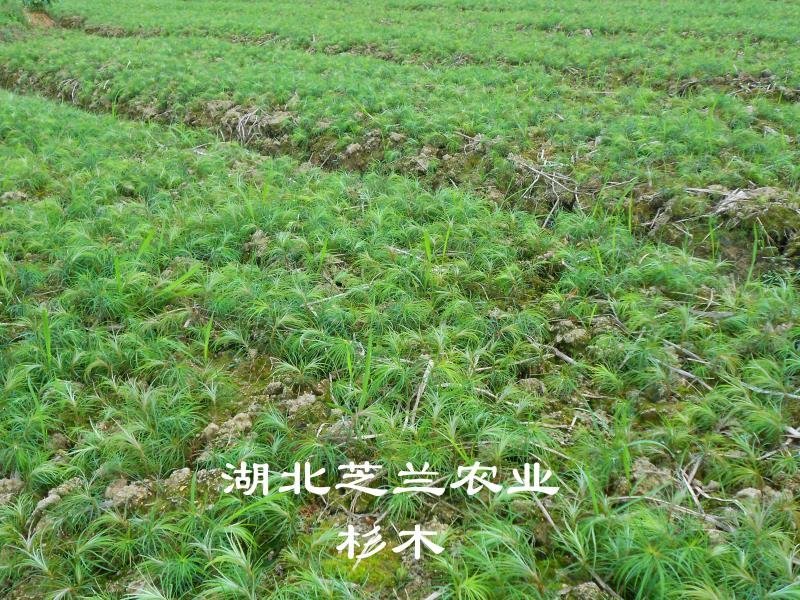 湖北一年生杉树苗，20公分杉木树苗