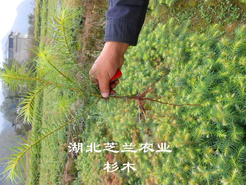 湖北一年生杉树苗，20公分杉木树苗