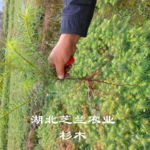 湖北杉木苗产地直供18公分杉树苗山杉木苗