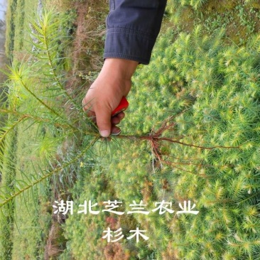 湖北杉木苗产地直供18公分杉树苗山杉木苗