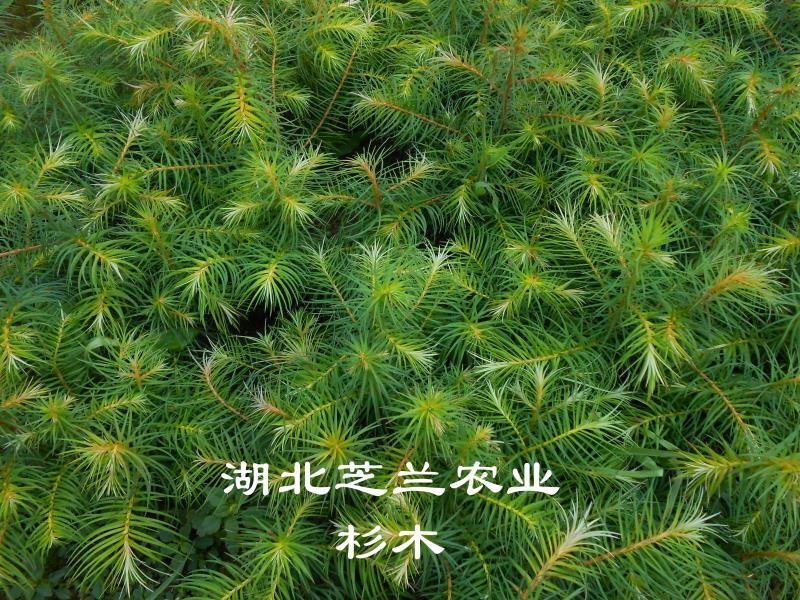 湖北杉木苗产地直供18公分杉树苗山杉木苗