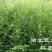 湖北南方红豆杉，一米高红豆杉树苗