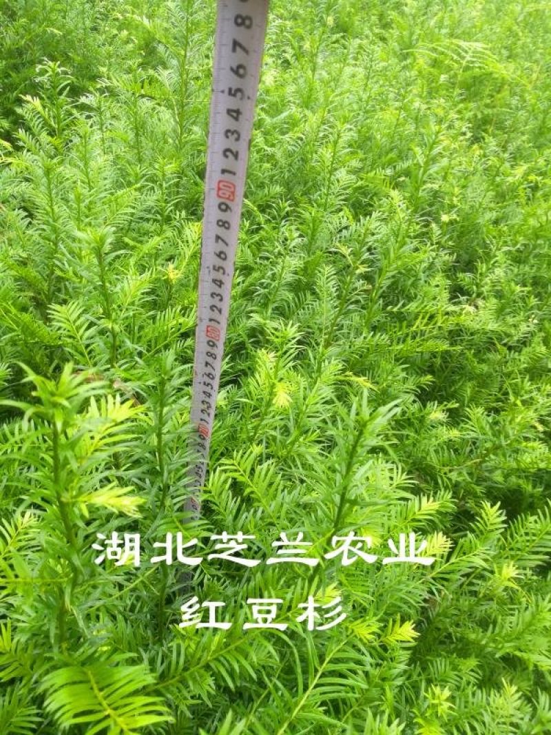 湖北南方红豆杉，一米高红豆杉树苗