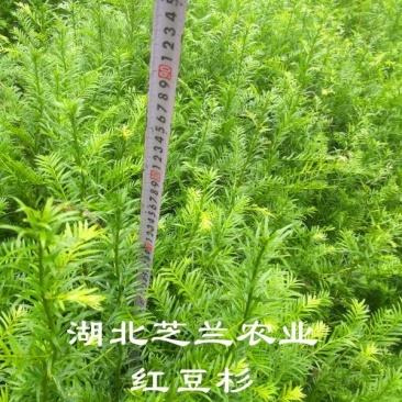 湖北红豆沙苗,南方红豆杉树苗