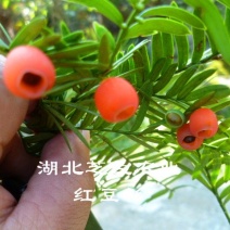 乔灌木