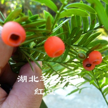 乔灌木
