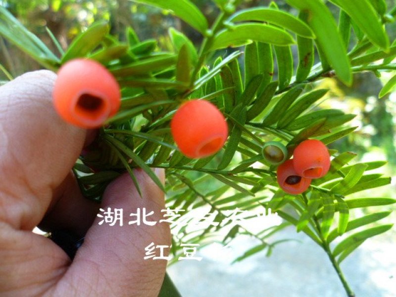 乔灌木