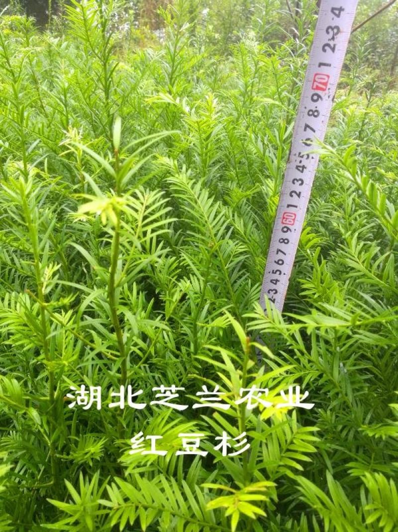 乔灌木