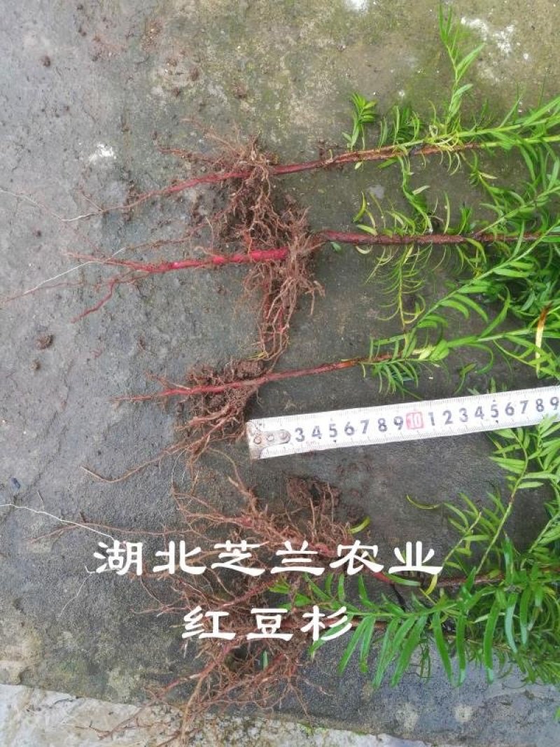 乔灌木