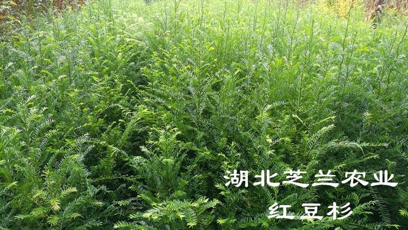 乔灌木