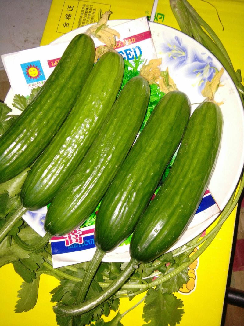 水果黄瓜