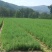 20公分高落叶松日本落叶松树苗