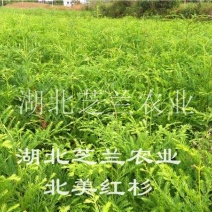 北美红杉树苗基地