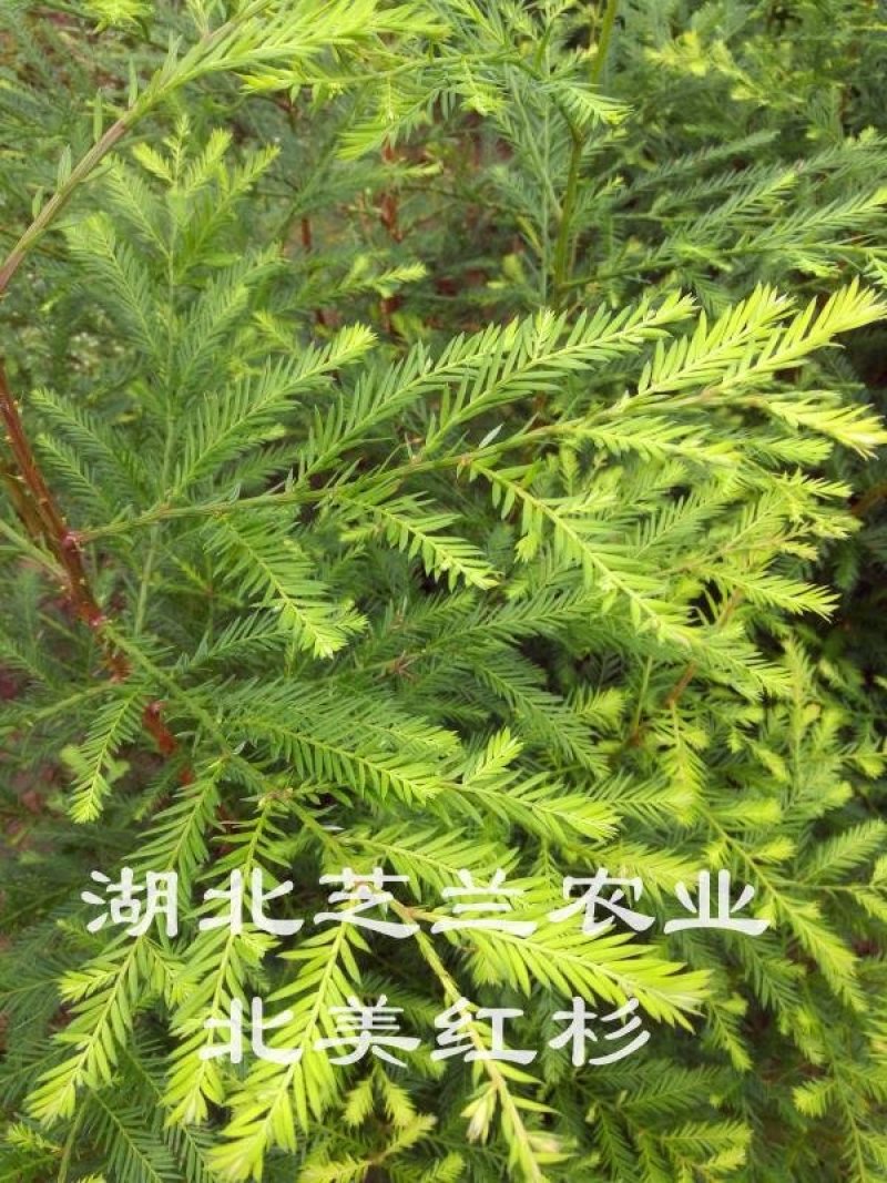 北美红杉树苗基地