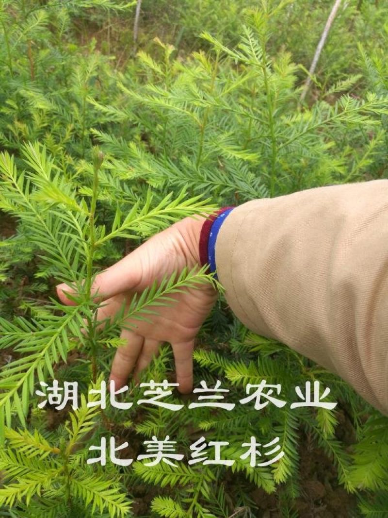 北美红杉树苗基地