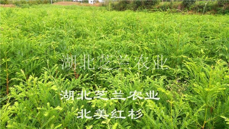 60-150厘米高北美红杉树苗