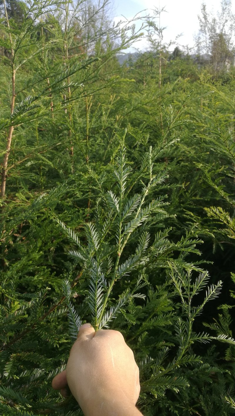 60-150厘米高北美红杉树苗