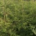 60-150厘米高北美红杉树苗