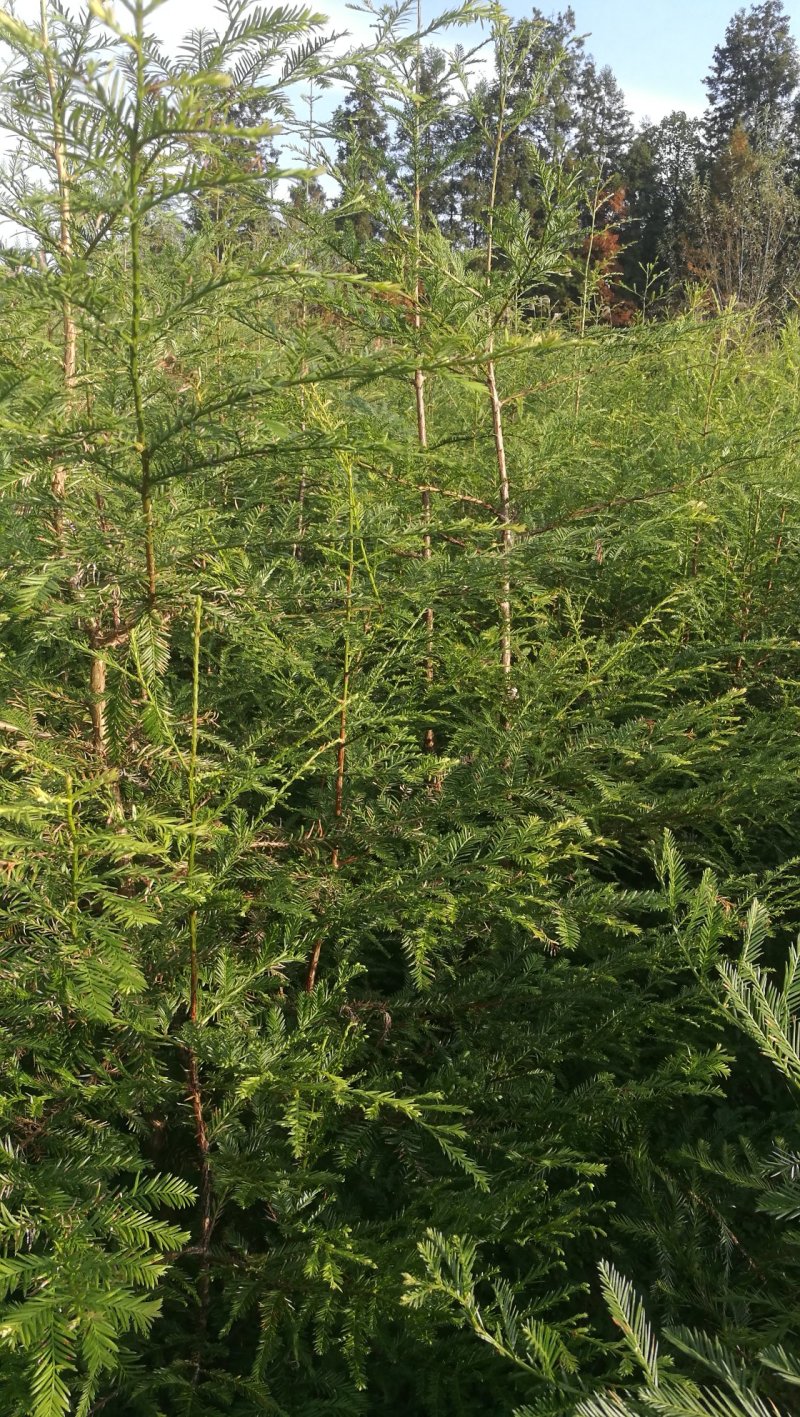60-150厘米高北美红杉树苗