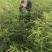 60-150厘米高北美红杉树苗
