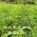 80厘米高北美红杉树苗批发。
