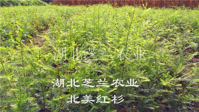 80厘米高北美红杉树苗批发。