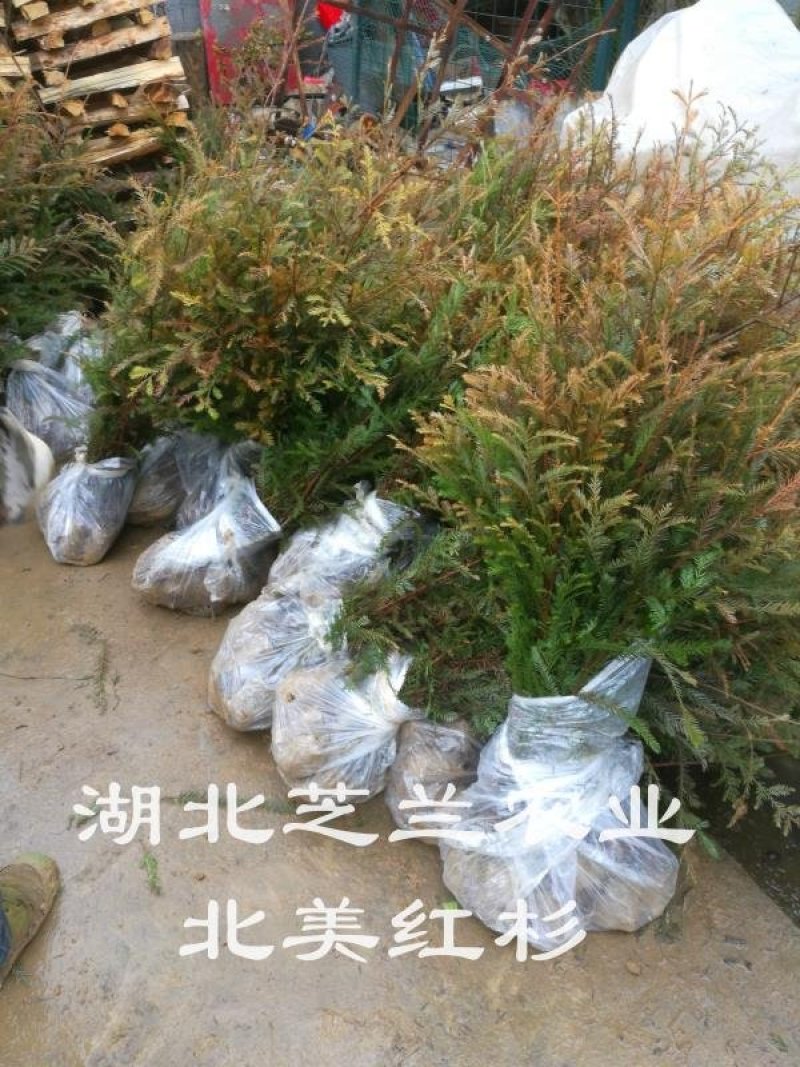 80厘米高北美红杉树苗批发。