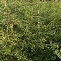 80厘米高北美红杉树苗批发。