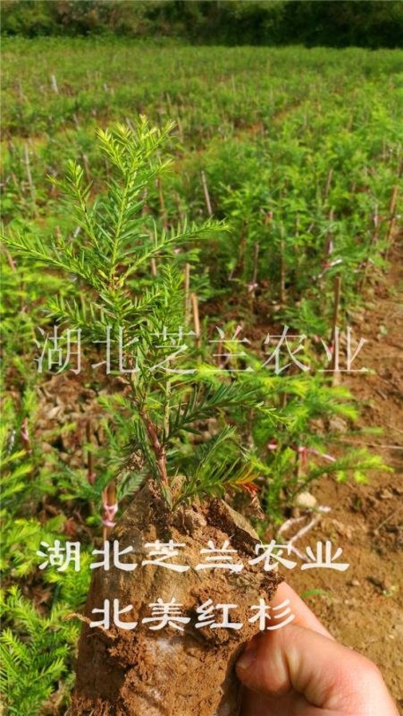 60厘米高北美红杉树苗
