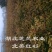 60厘米高北美红杉树苗