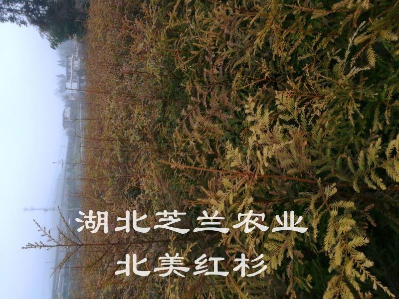 60厘米高北美红杉树苗
