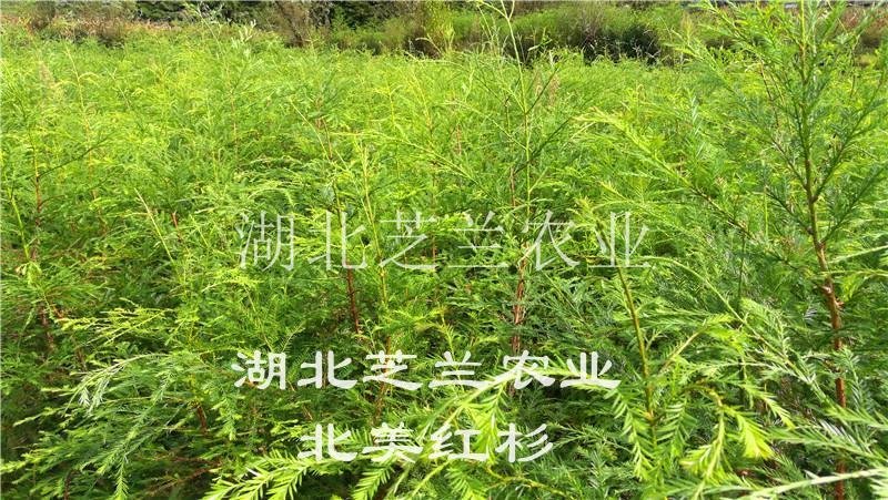 60厘米高北美红杉树苗