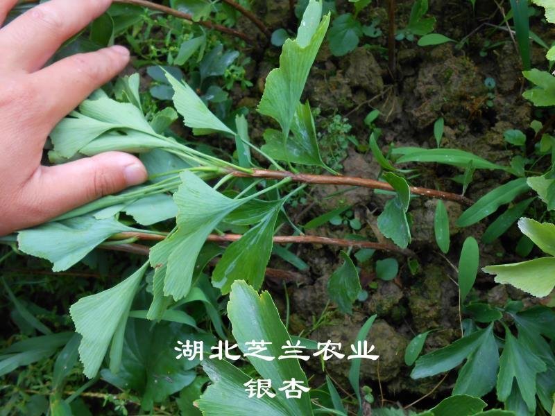 20公分高银杏树苗白果树苗