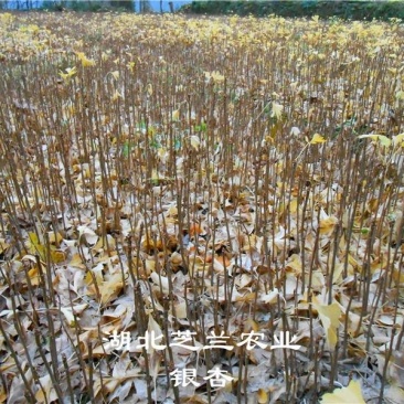 20公分高银杏树苗白果树苗