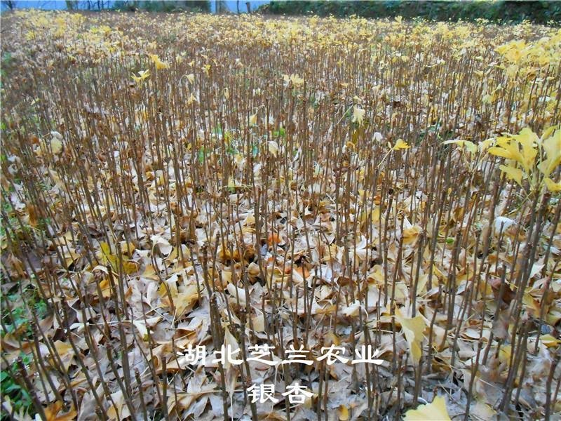 20公分高银杏树苗白果树苗