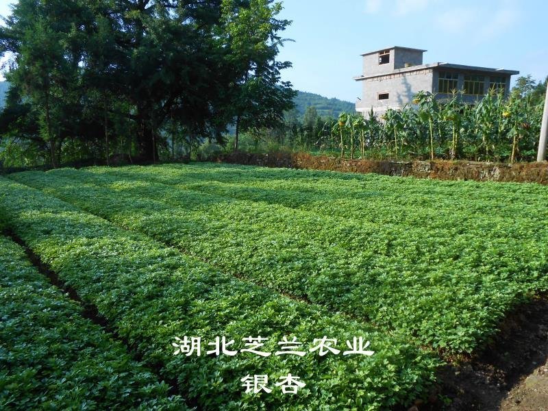 60公分高白果树苗银杏苗