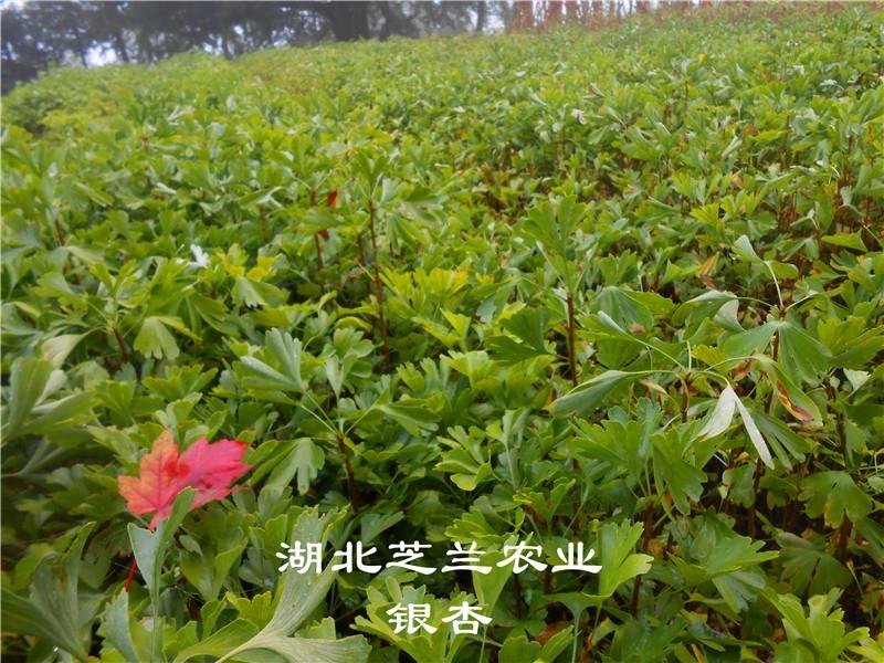 60公分高白果树苗银杏苗