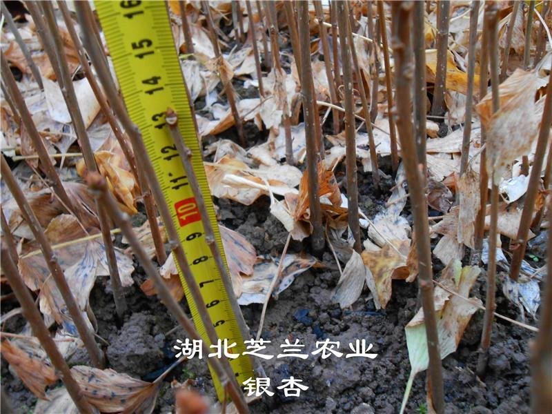 60公分高白果树苗银杏苗