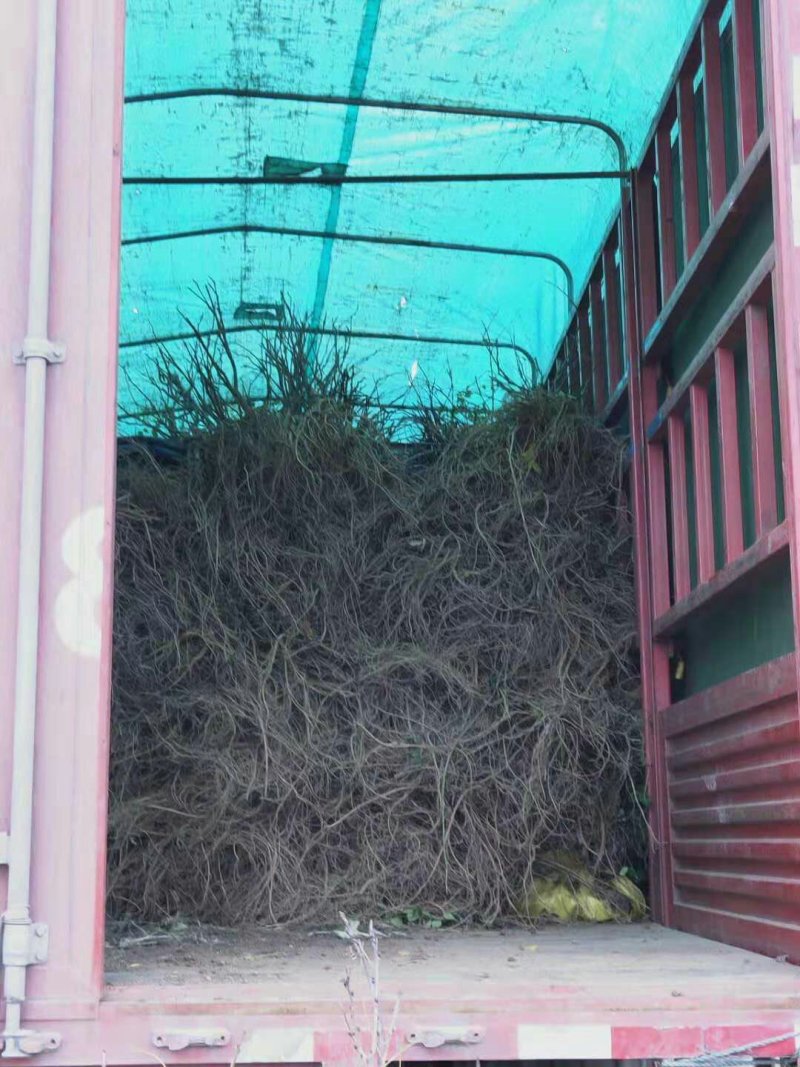 紫藤盆景