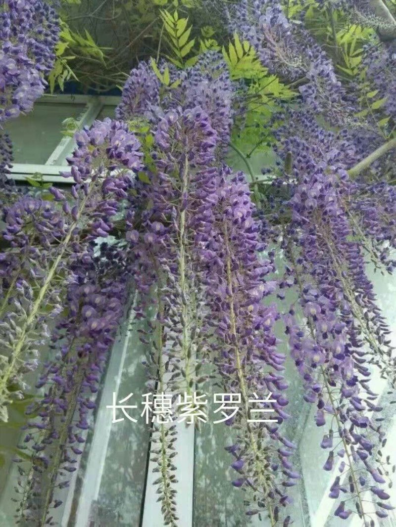 紫藤盆景
