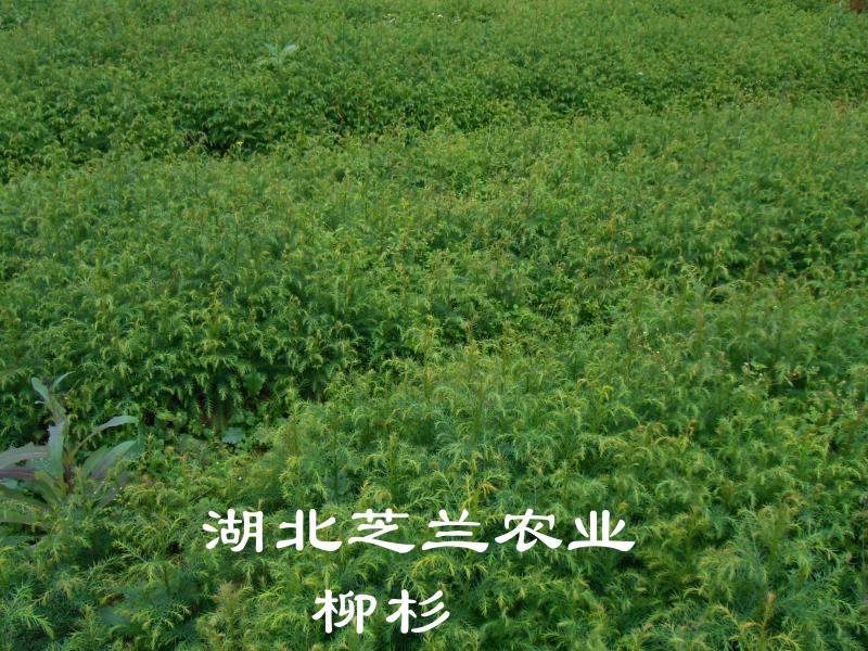 20厘米高柳杉树苗柳杉苗