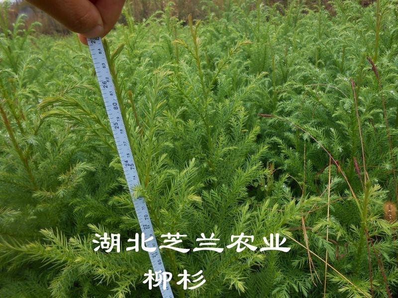 20厘米高柳杉树苗柳杉苗
