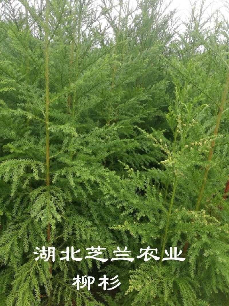 20厘米高柳杉树苗柳杉苗