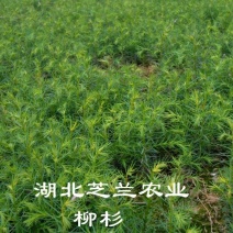 20厘米高柳杉树苗柳杉苗