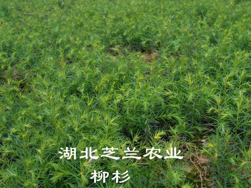 20厘米高柳杉树苗柳杉苗