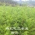 20厘米高柳杉树苗柳杉苗