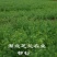 20厘米高柳杉树苗柳杉苗