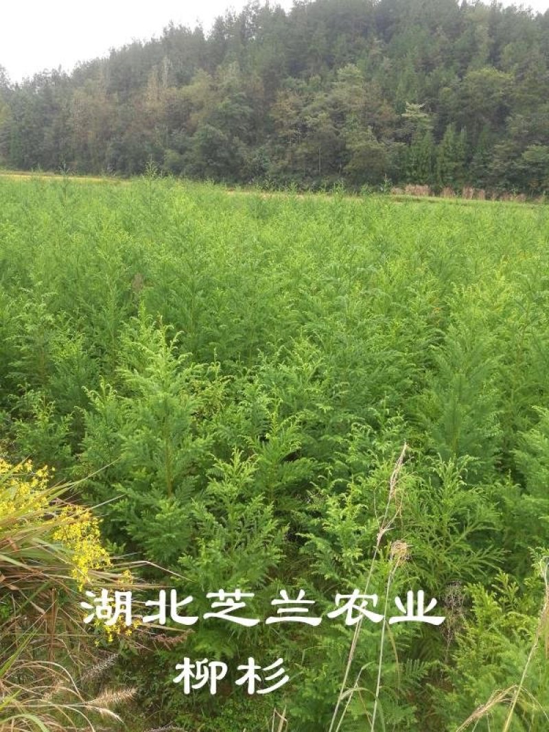 50公分柳杉树苗，柳沙苗